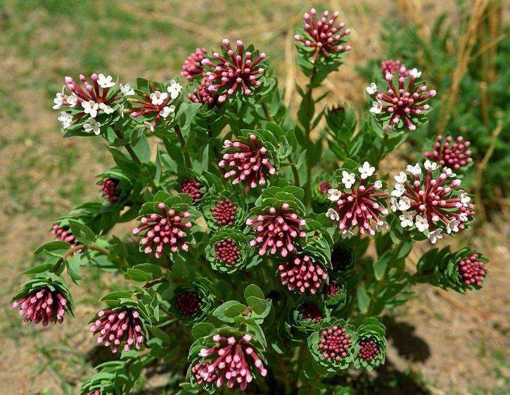 狼毒图片 第5张