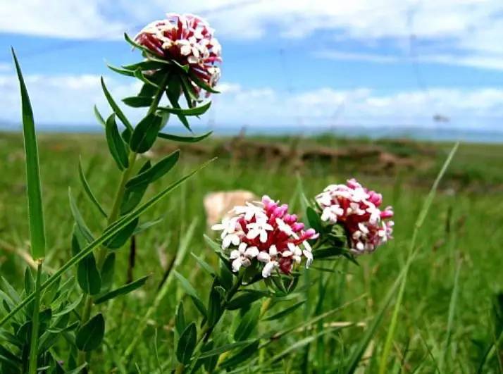 狼毒图片 第7张