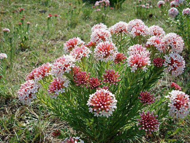 狼毒图片 第6张