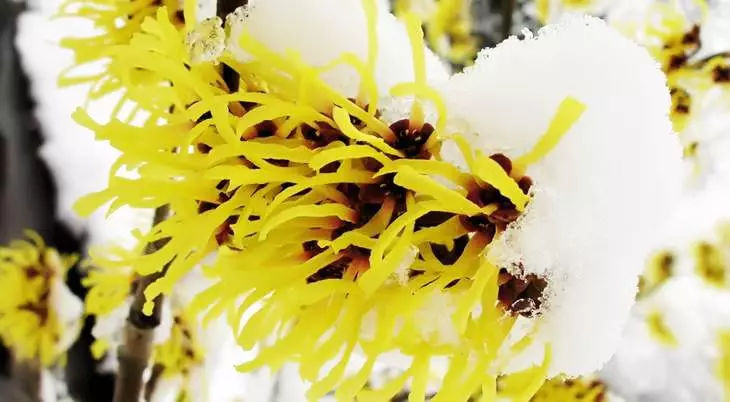 金缕梅图片 第4张