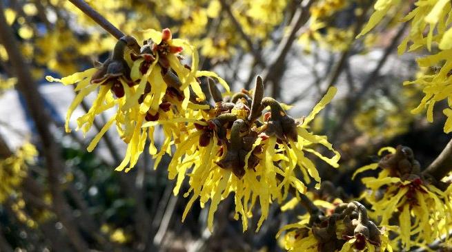 金缕梅果实图片 第1张