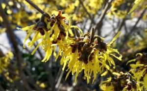 金缕梅果实图片