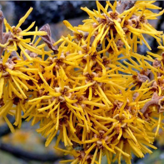 金缕梅果实图片 第3张