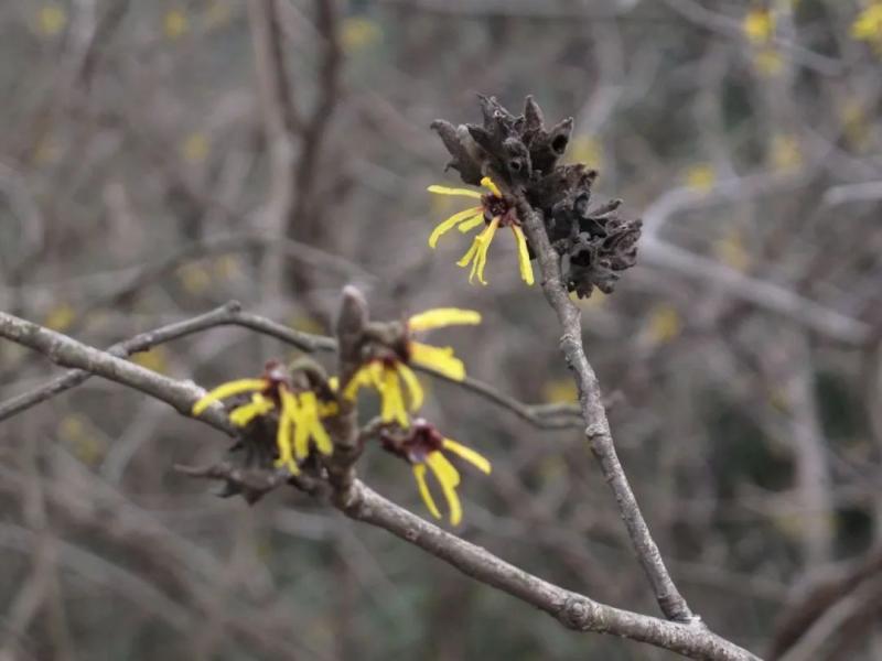 金缕梅果实图片 第2张