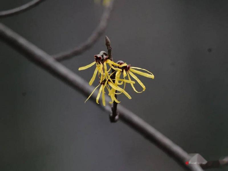 金缕梅果实图片 第4张
