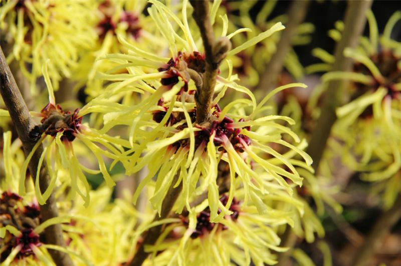 金缕梅果实图片 第5张