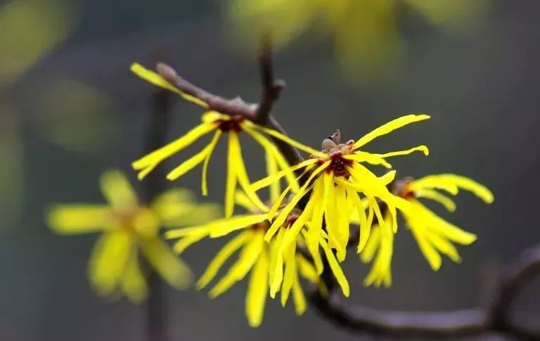 金缕梅叶子图片 第1张