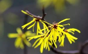 金缕梅叶子图片