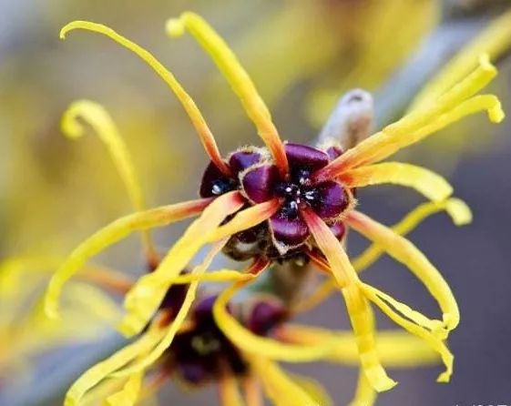 金缕梅叶子图片 第2张