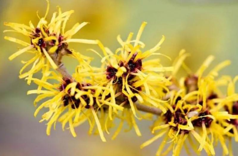 金缕梅叶子图片 第3张