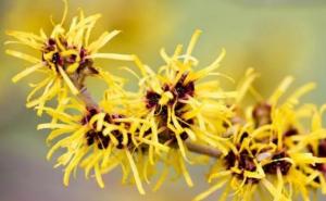 北美金缕梅图片