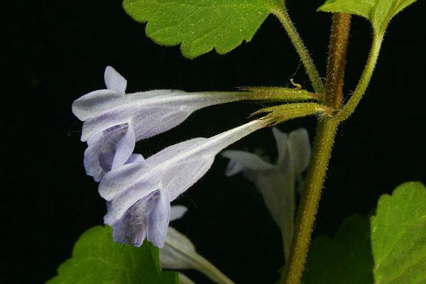 活血丹图片 第2张