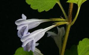 活血丹图片 第2张