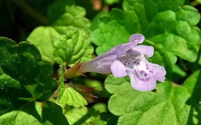 活血丹图片 第3张