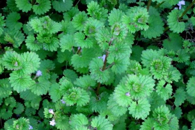 活血丹图片 第1张