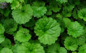 活血丹图片 第4张