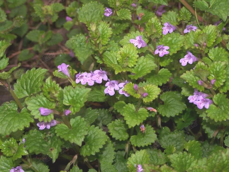 活血丹图片 第5张