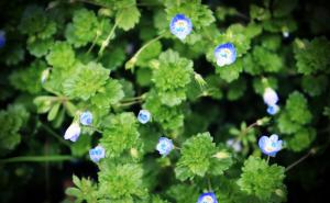 婆婆纳图片 第2张