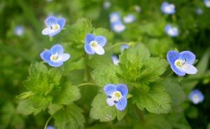 婆婆纳图片 第3张