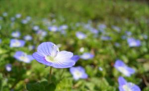 婆婆纳图片 第4张