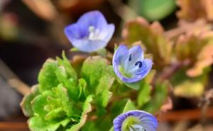 婆婆纳图片 第6张