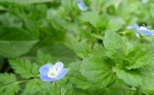 婆婆纳图片 第5张