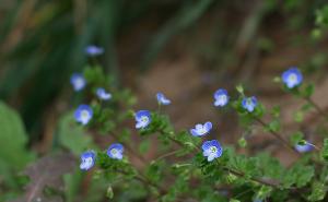 婆婆纳图片 第7张