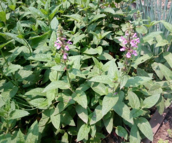 甘露子图片 第1张