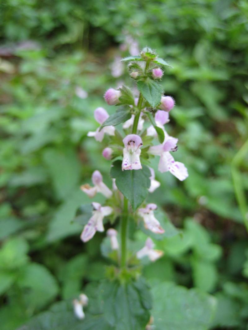 甘露子图片 第2张