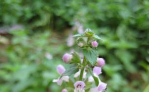 甘露子图片 第2张