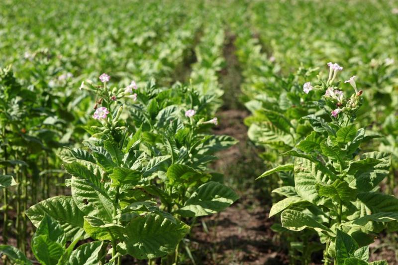 甘露子图片 第3张