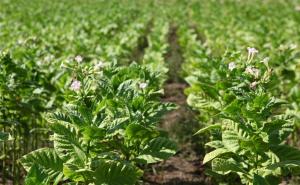 甘露子图片 第3张