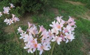 夏水仙图片 第2张