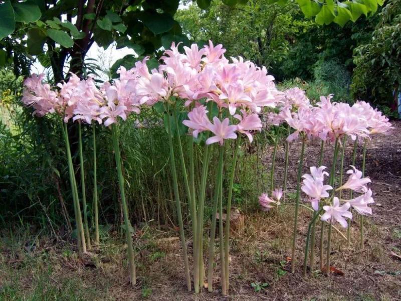 夏水仙图片 第5张
