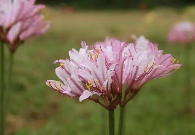 紫花石蒜图片 第3张