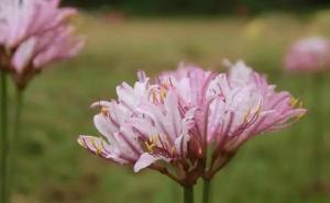 紫花石蒜图片 第3张
