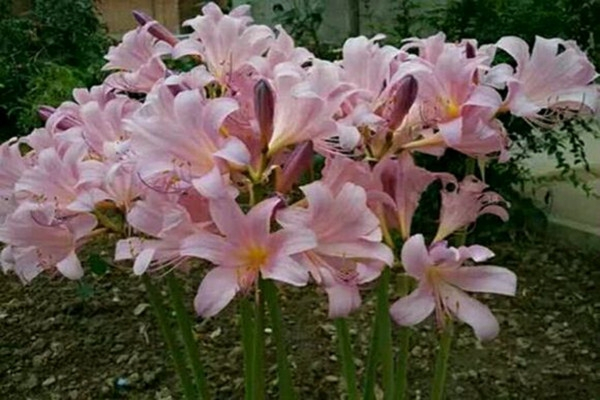 紫花石蒜图片 第1张