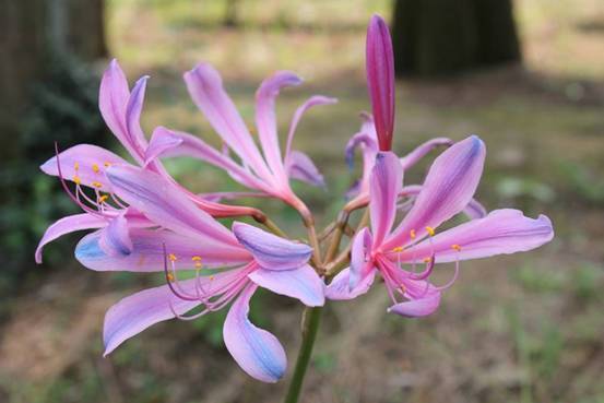 紫花石蒜图片 第7张