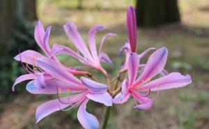 紫花石蒜图片 第7张