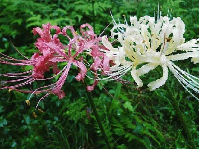 紫花石蒜图片 第6张