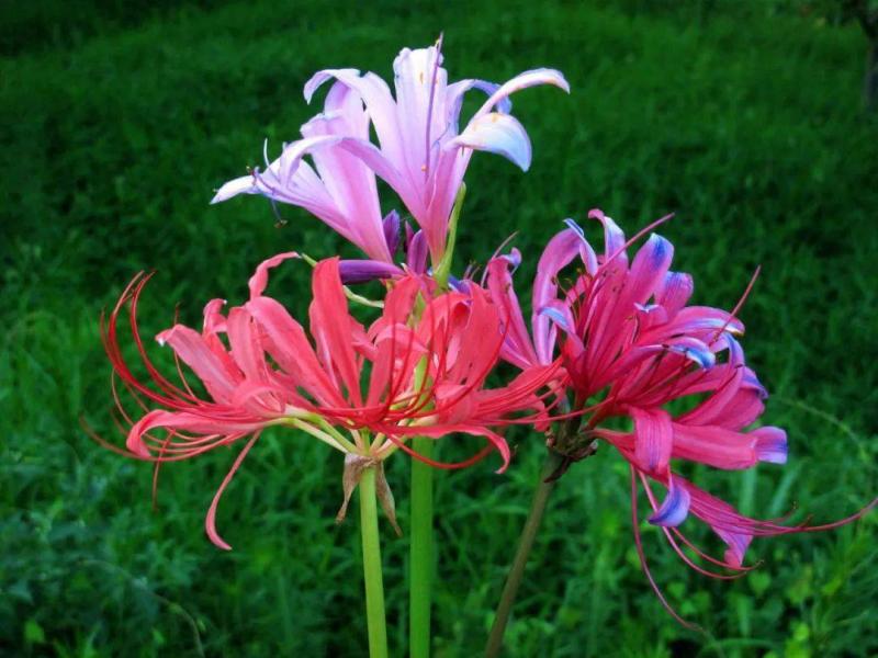 紫花石蒜图片 第5张