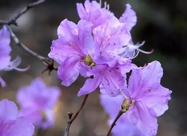 紫花石蒜图片 第8张