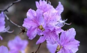 紫花石蒜图片 第8张