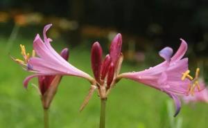 紫花石蒜图片 第9张