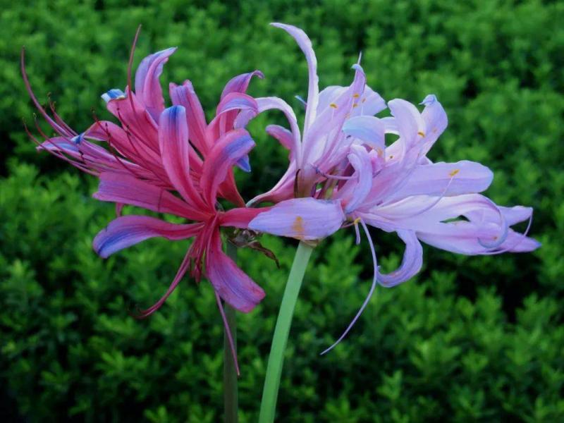紫花石蒜图片 第10张