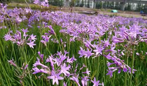 紫花石蒜图片 第13张