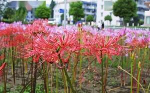 紫花石蒜图片 第12张
