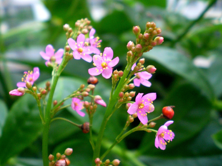 土人参图片 第2张