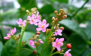 土人参图片 第2张