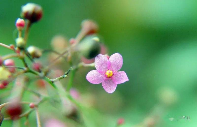 土人参图片 第1张